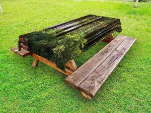 Ambesonne Forest Outdoor Tablecloth, Pathway in a Shady Forest of Bushes and Thick Trunks Grass Unique Wild Life Scenery, Decorative Washable Picnic Table Cloth, 58" X 104", Green Brown